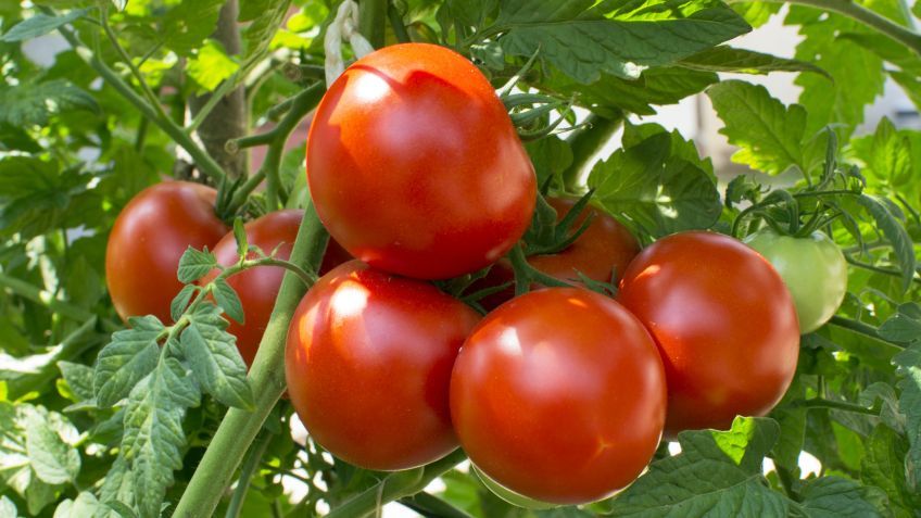 tomate--848x477x80xX